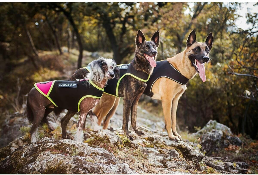 Julius-K9, IDC Neoprene Hundekleidung, Size: XL, Schwarz und Gelb XL Schwarz und Gelb, XL Schwarz un