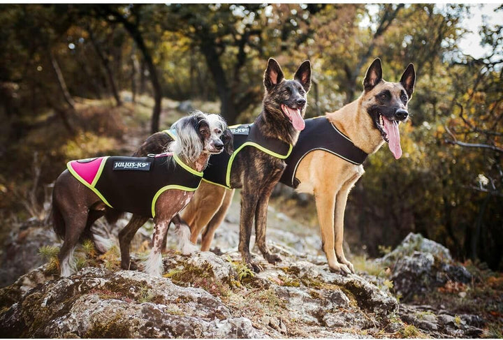 Julius-K9, IDC Neoprene Hundekleidung, Size: XL, Schwarz und Gelb XL Schwarz und Gelb, XL Schwarz un