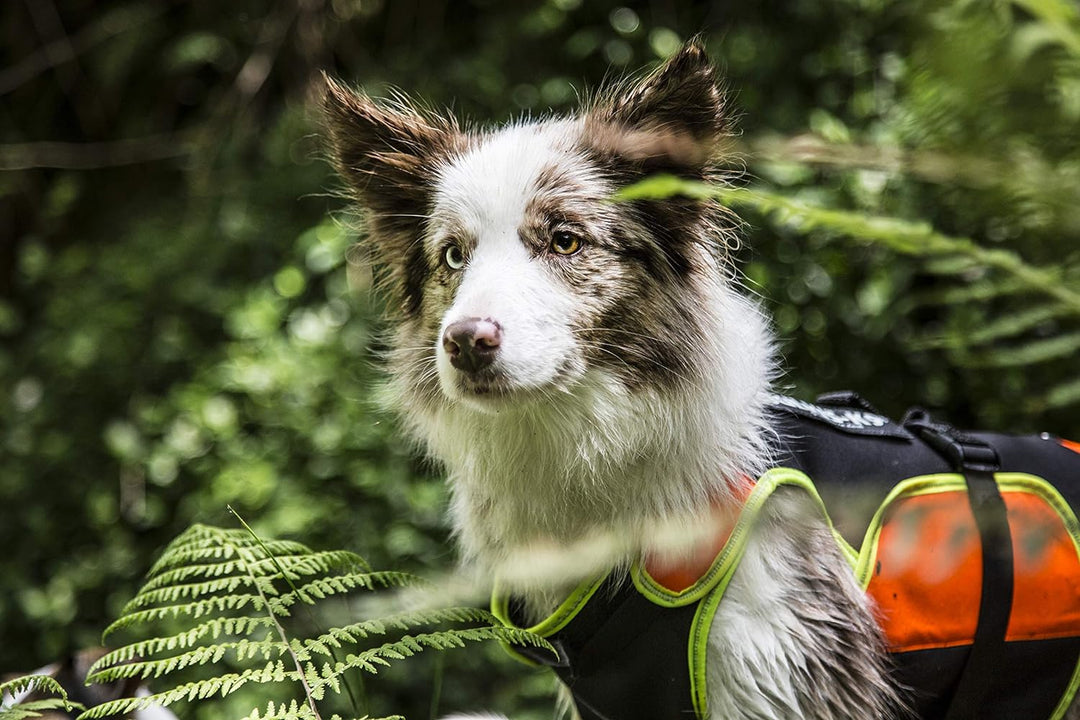 IDC Multifunktionale Hundeweste 3in1, Grösse: M, Schwarz und Neon M Schwarz und