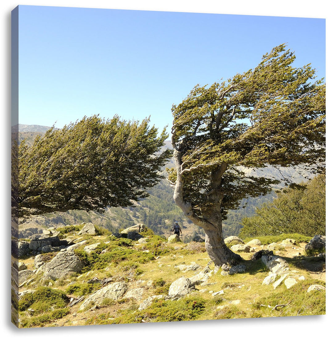 Pixxprint Schiefer Baum, Format: 70x70 auf Leinwand, XXL riesige Bilder fertig gerahmt mit Keilrahme