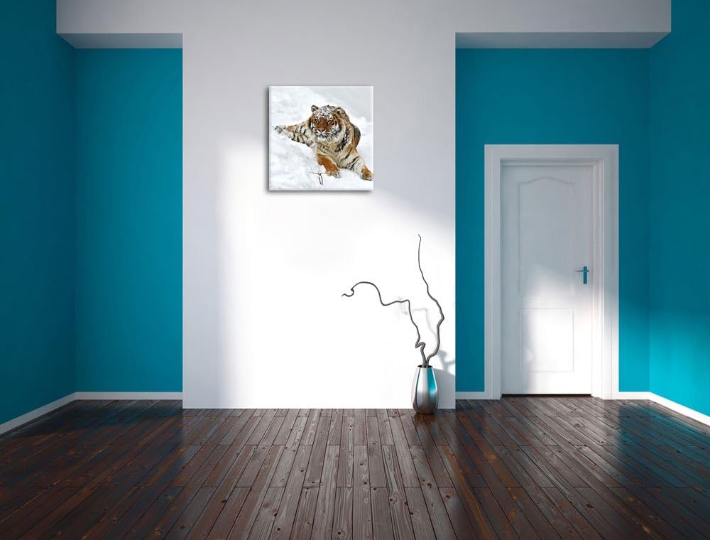 Amur Tiger im Schnee, Format: 70x70 auf Leinwand, XXL riesige Bilder fertig gerahmt mit Keilrahmen,
