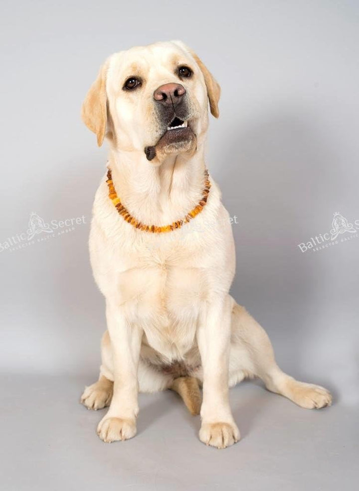 Bernsteinkette Hund, Bernsteinhalsband Hunde mit Perlen, Zeckenschutz Katze & Hunde, Baltischer Bern