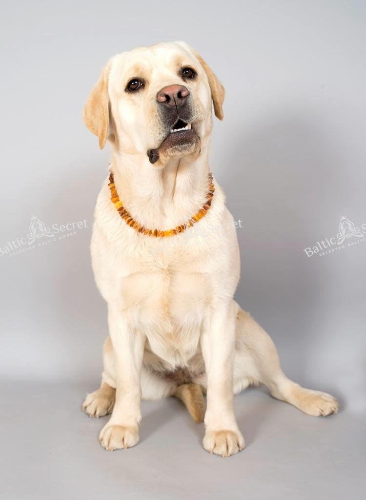Bernsteinkette Hund, Bernsteinhalsband Hunde mit Perlen, Zeckenschutz Katze & Hunde, Baltischer Bern