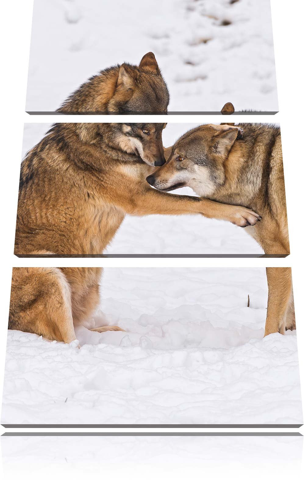 Pixxprint spielendes Wolfsrudel 3-Teiler Leinwandbild 120x80 Bild auf Leinwand