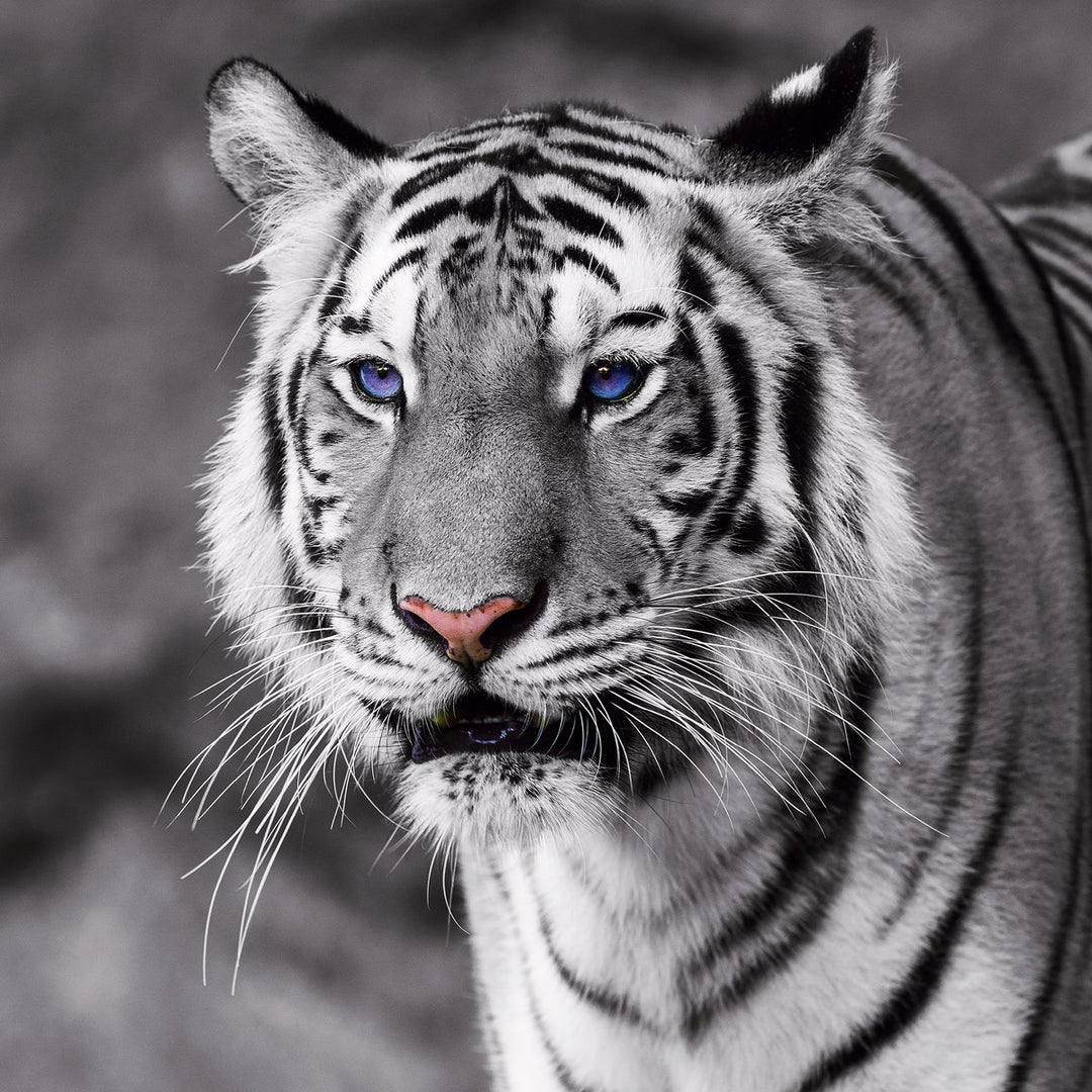 Eurographics 50x50, DG-DT50001 Tiger with Blue Eyes Glasbild, Glas, grau, 50 x 50 x 2 cm, Dg-dt50001