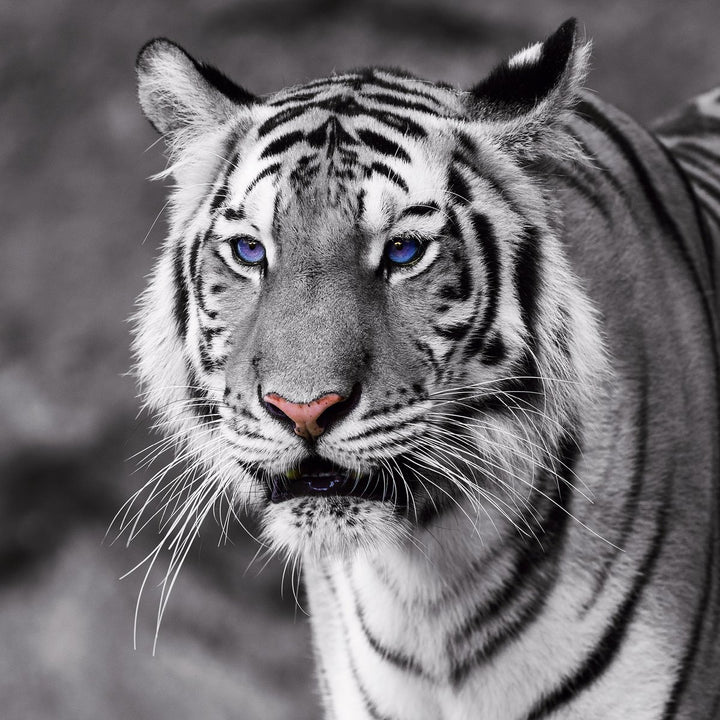 Eurographics 50x50, DG-DT50001 Tiger with Blue Eyes Glasbild, Glas, grau, 50 x 50 x 2 cm, Dg-dt50001