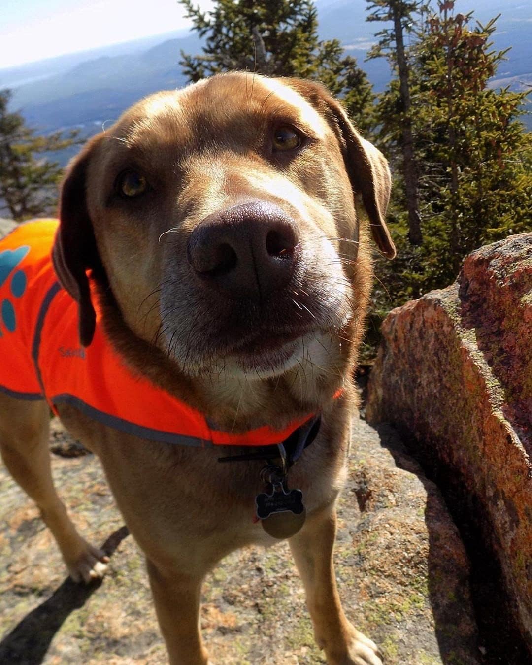 SafetyPUP XD Hund Warnweste. Grössen passen Hunde 6.35 kg zu 59 kg. Orange X-Gross, Orange X-Gross