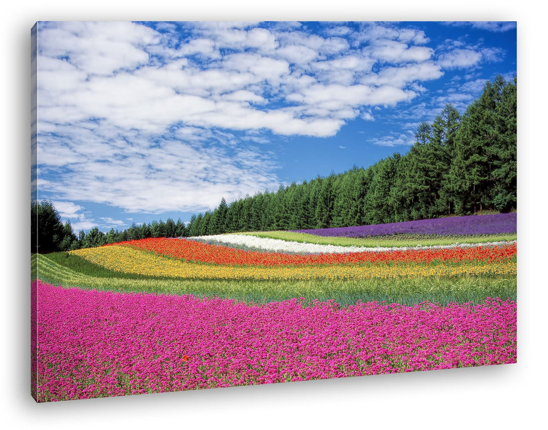deyoli buntes Blumenfeld Format: 80x60 als Leinwandbild, Motiv fertig gerahmt auf Echtholzrahmen, Ho