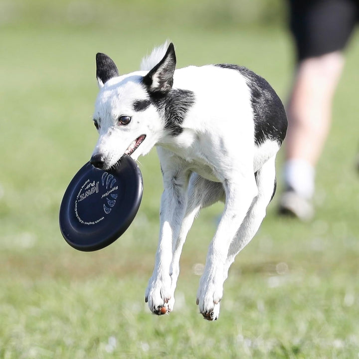 Hyperflite Hunde-Flugscheibe Jawz Pup, 7 Zoll, Leuchtet im Dunkeln Leuchtend, Leuchtend