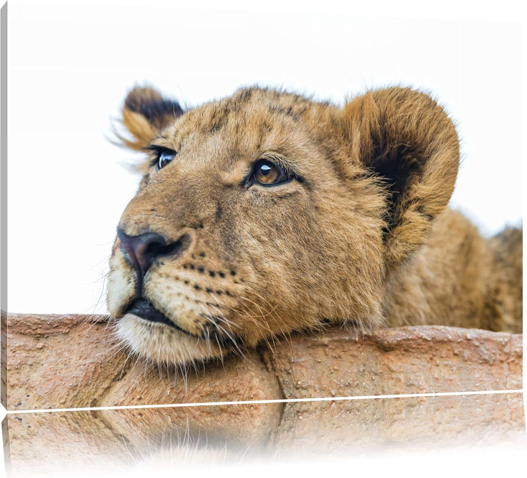 Pixxprint junger Löwe schläft auf Leinwand, XXL riesige Bilder fertig gerahmt mit Keilrahmen, Kunstd