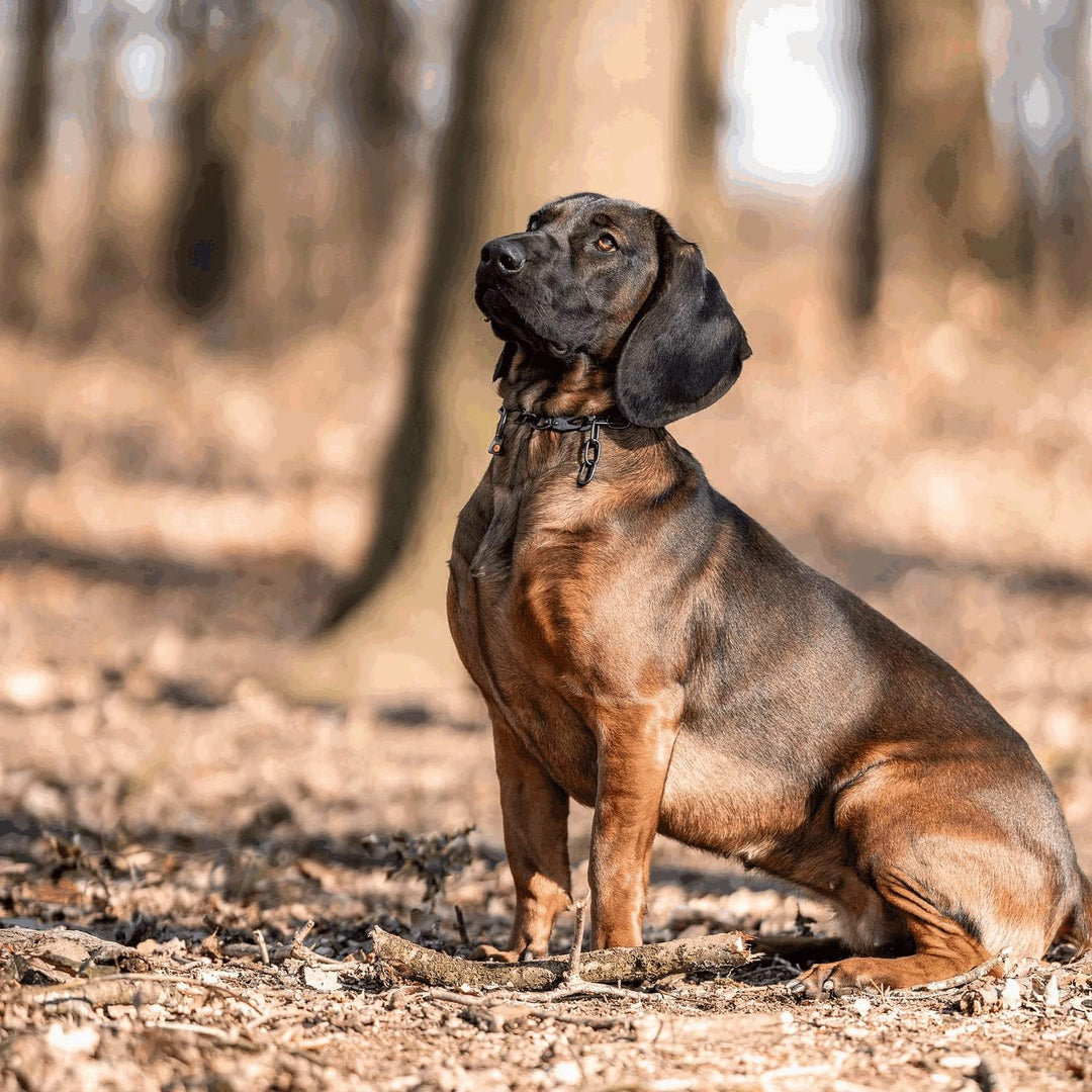 Sprenger Hundehalskette mit Sprenger Haken aus Edelstahl rostfrei 3 mm I Grösse individuell einstell