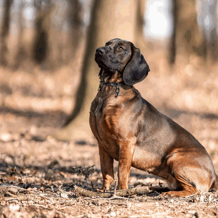 Sprenger Hundehalskette mit Sprenger Haken aus Edelstahl rostfrei 3 mm I Grösse individuell einstell