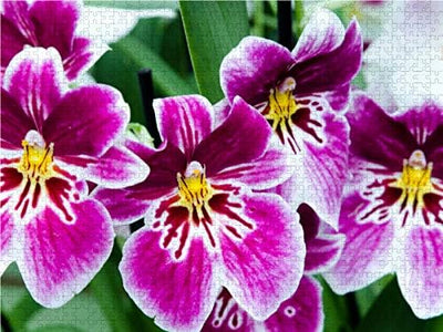 CALVENDO Puzzle Miltonia Orchideen - 1000 Teile Foto-Puzzle für glückliche Stunden, 1000 Teile