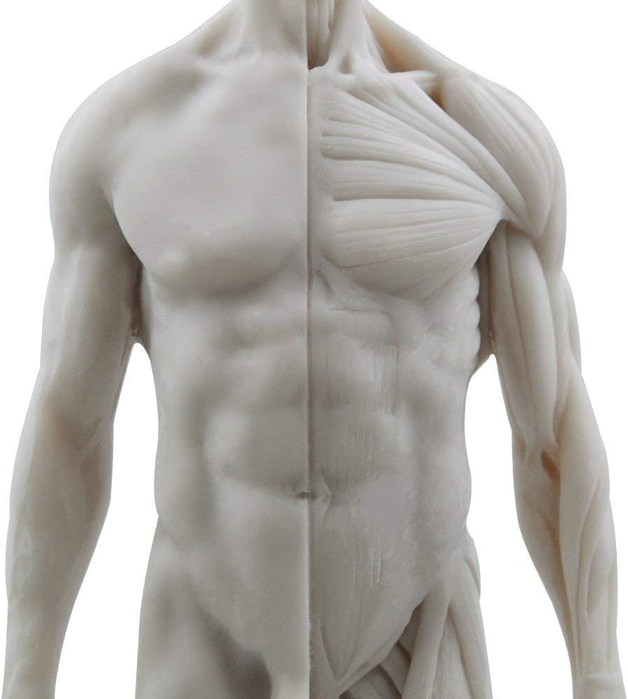 Aprodite Anatomie-Figur für Künstler, 30 cm, Weiss