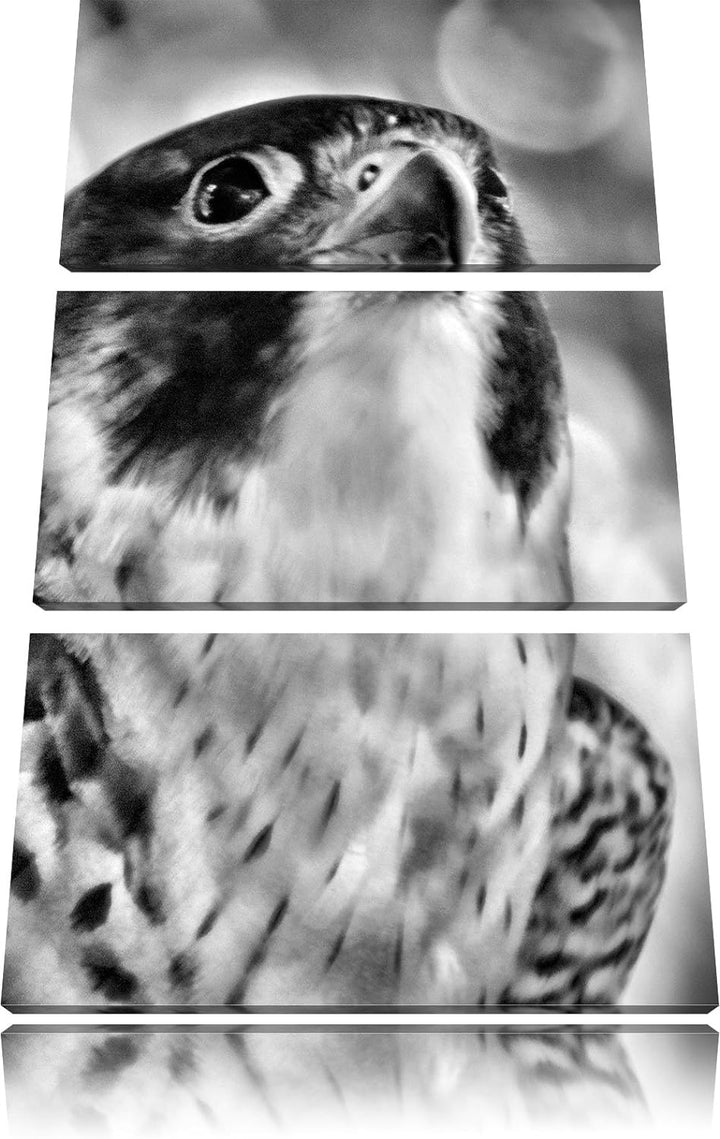 Pixxprint schöner Grauer Adler als Leinwandbild/Grösse: 3 Teilig (120x80) cm/Wandbild/Kunstdruck/fer