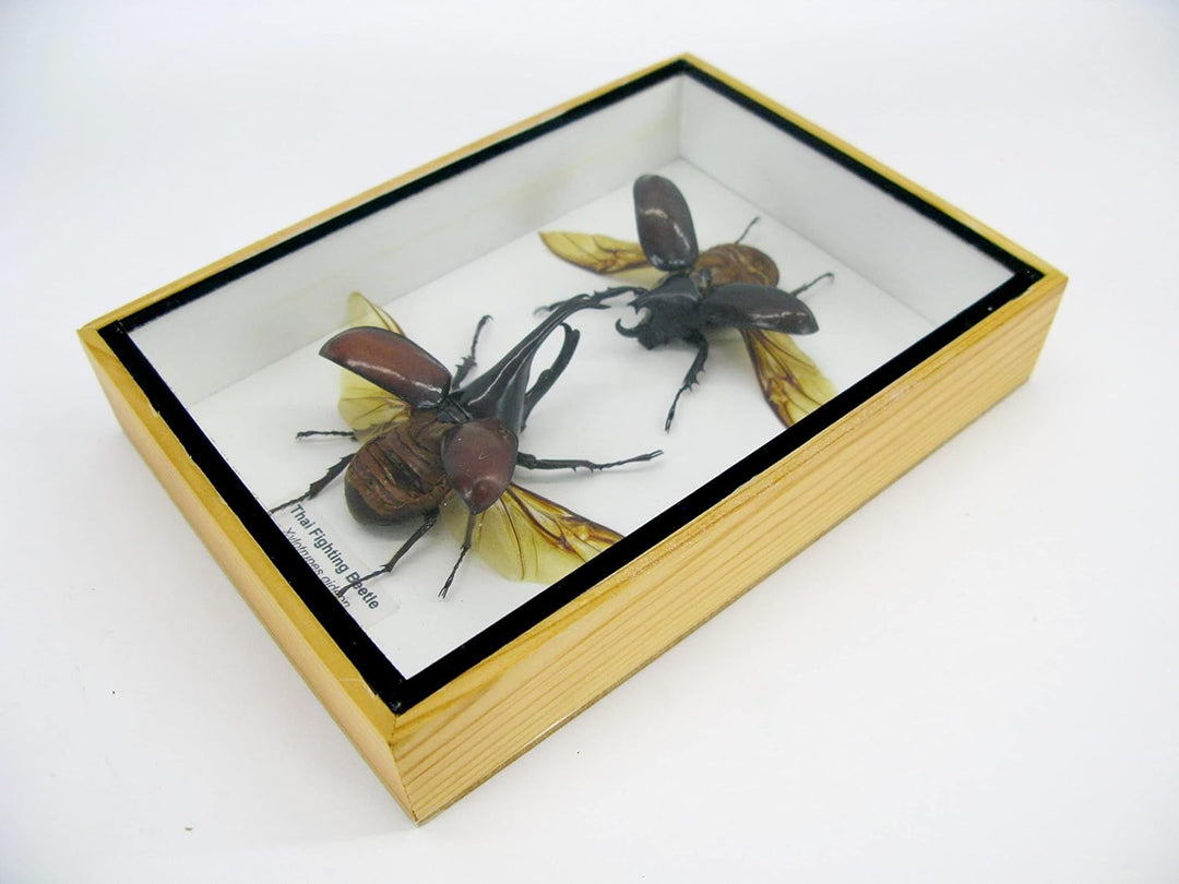 Echte präparierte und riesige Insekten, Cicaden und Krabbler im Schaukasten aus Holz hinter Glas (2