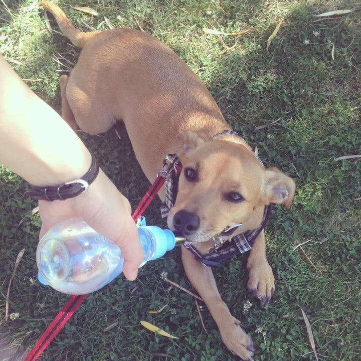Choco Nose H258 Moderne tragbare Wasserflasche für Haustiere, Kleiner Hund (bis zu 30 kg), Katze, Ka