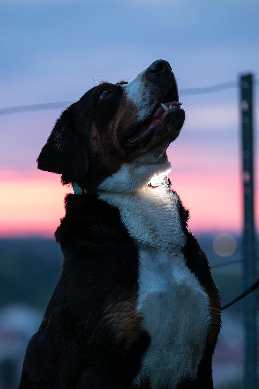 Max & Molly Matrix Ultra LED, Hundelicht für Geschirr, Leine & Halsband, Blau, Wasserfest, USB Wiede