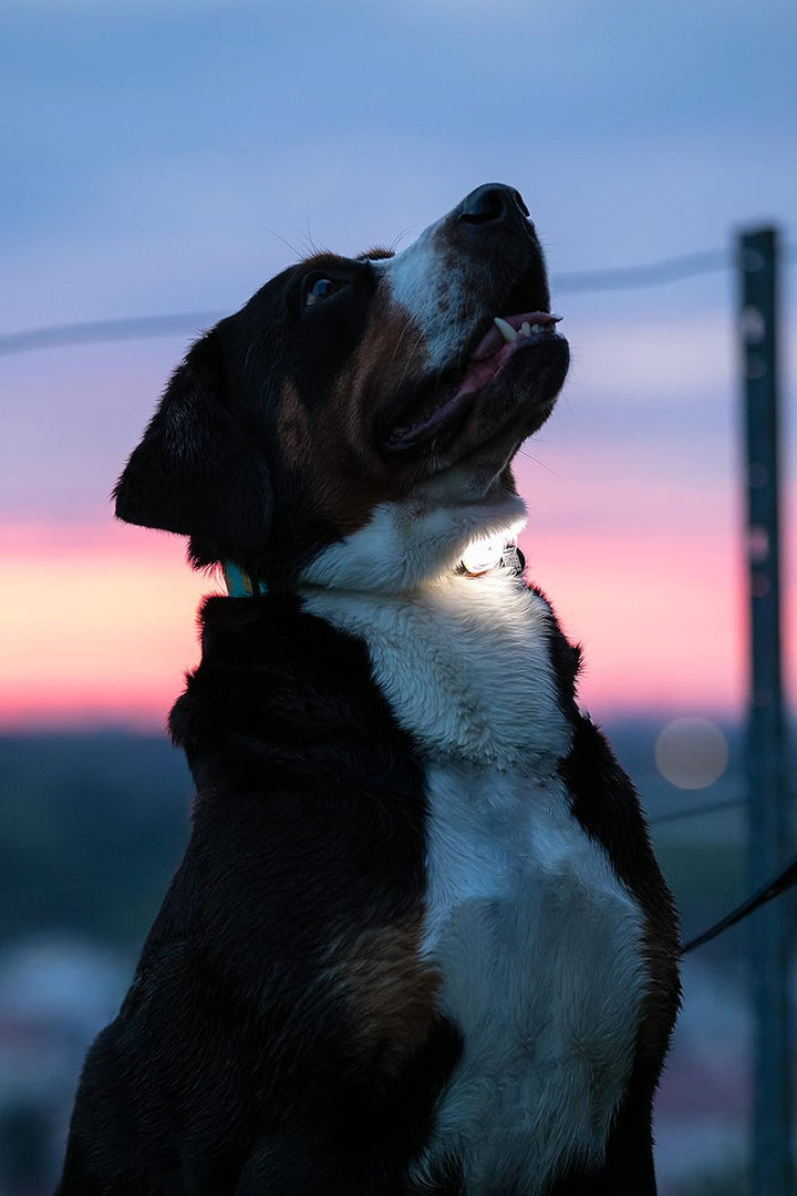 Max & Molly Matrix Ultra LED, Hundelicht für Geschirr, Leine & Halsband, Blau, Wasserfest, USB Wiede