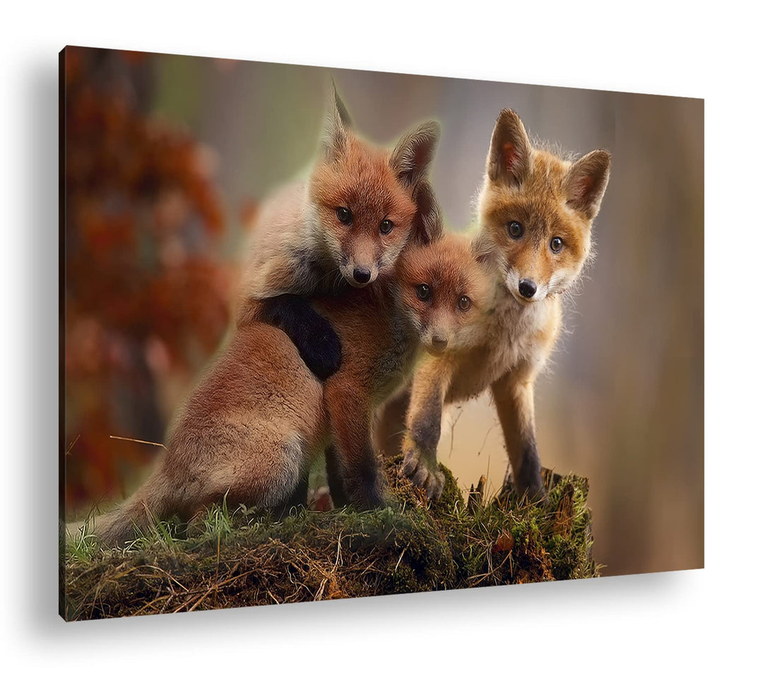 deyoli Kleine Familie von Rotfüchsen Format: 100x70 als Leinwand, Motiv fertig gerahmt auf Echtholzr