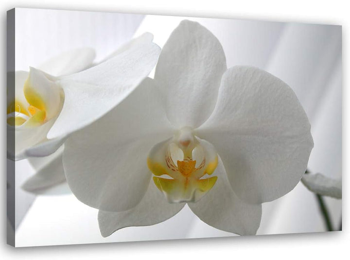 Feeby Wandbild Orchidee Druckbild Leinwandbild Pflanze Weiss 100x70 cm Leinwandbild 100x70 cm Weiss_