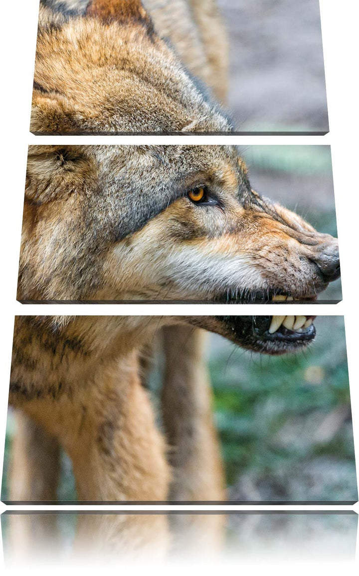 Pixxprint knurrender Wolf 3-Teiler Leinwandbild 120x80 Bild auf Leinwand