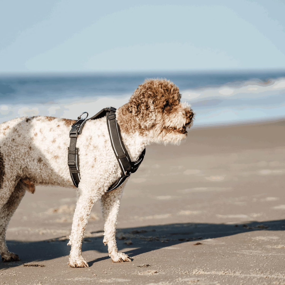 Sprenger Y-Geschirr 2.0 Hundegeschirr, Grösse M – reflektierend, Softshell-gepolstert, stufenlos ver