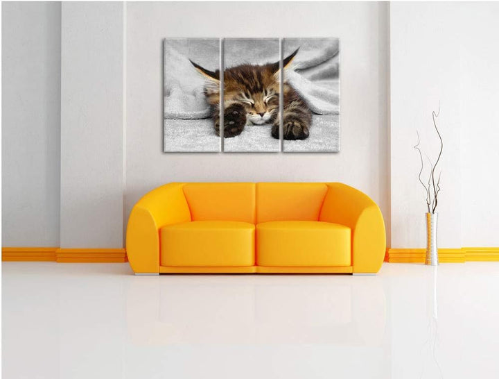 Pixxprint schlafende Katze mit grossen Ohren als Leinwandbild | Grösse: 3 Teilig (120x80) | Wandbild