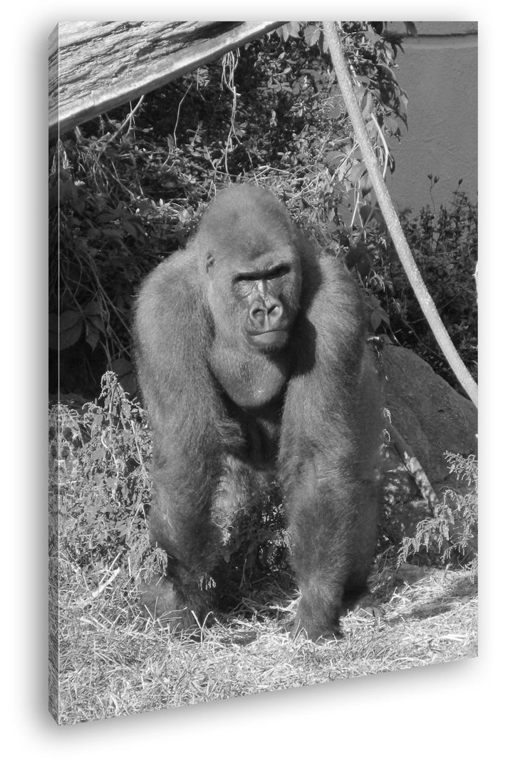 deyoli stolzer Gorilla Format: 80x60 Effekt: Schwarz/Weiss als Leinwand, Motiv fertig gerahmt auf Ec