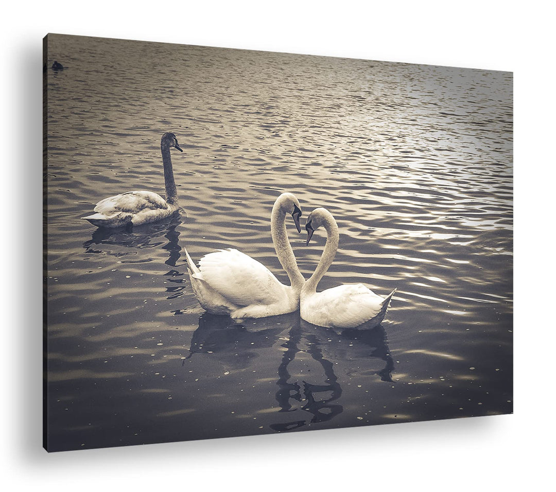 deyoli liebende Schwäne formen ein Herz Format: 80x60 als Leinwand, Motiv fertig gerahmt auf Echthol