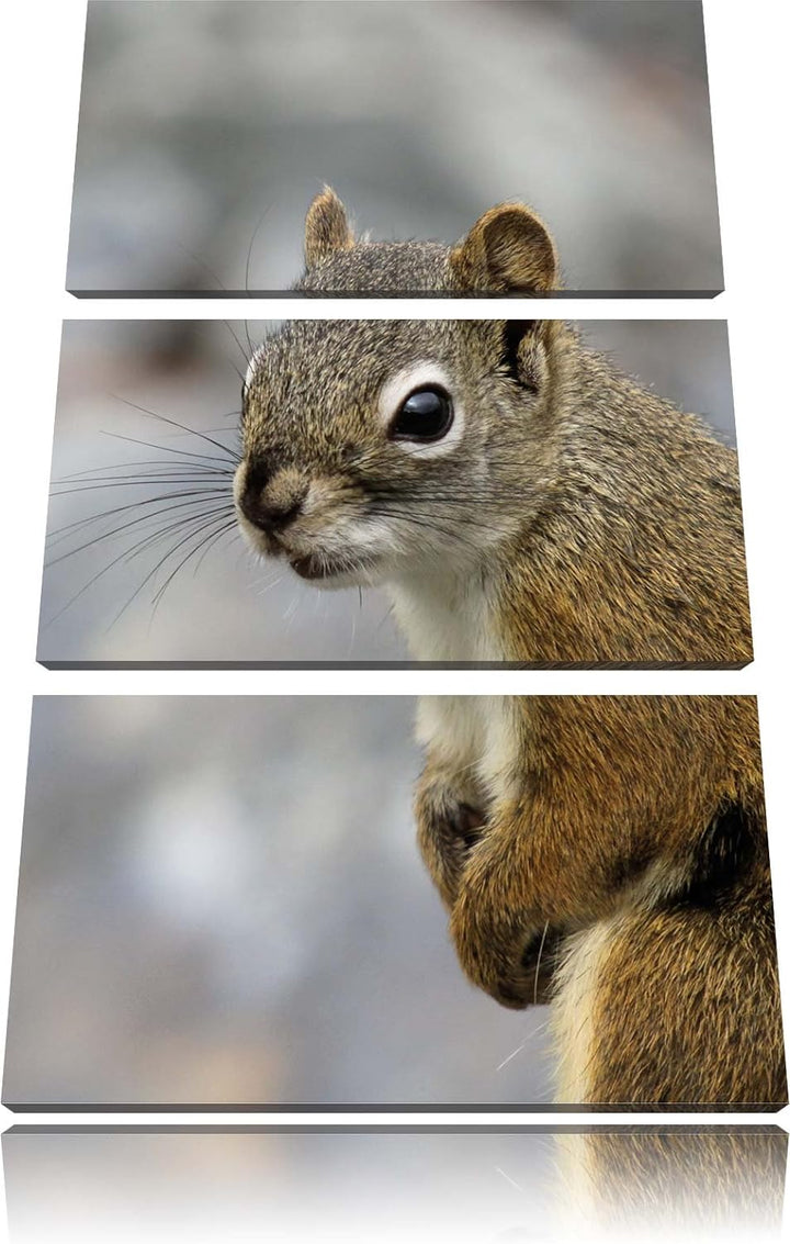 Pixxprint kleines wachsames Eichhörnchen als Leinwandbild/Grösse: 3 Teilig (120x80) cm/Wandbild/Kuns