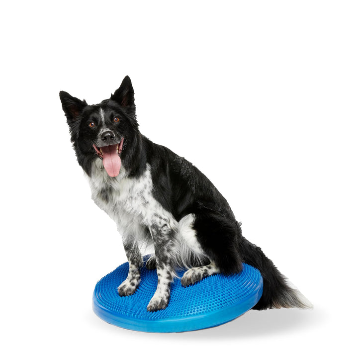 Ball Dynamics FPAWSBD 22 FitPAWS Balance Scheibe, 56 cm, blau