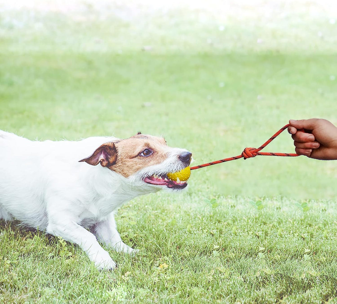 2Pcs Ball am Seil für Hunde und Katzen，trainingsball mit Seil,Hohlkugel aus Naturgummi Für Apportier