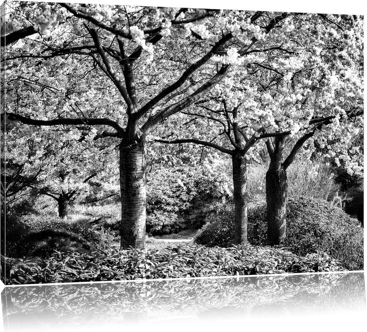 Pixxprint Rosa blühende Kirschbäume als Leinwandbild/Grösse: 100x70 cm/Wandbild/Kunstdruck/fertig be