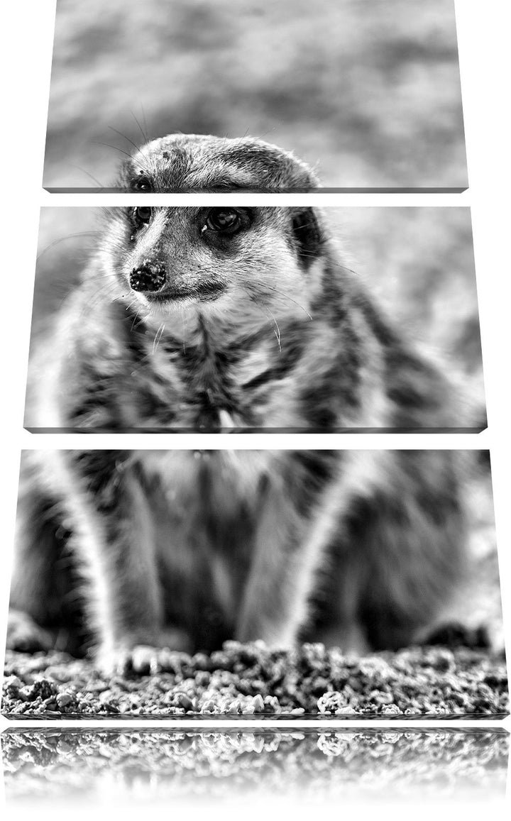 Pixxprint schüchternes Erdmännchen als Leinwandbild/Grösse: 3 Teilig (120x80) cm/Wandbild/Kunstdruck