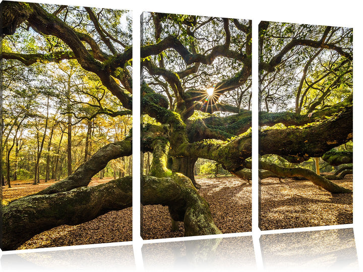 Pixxprint gigantisch verzweigter Baum als Leinwandbild | Grösse: 3 Teilig (120x80) | Wandbild| Kunst