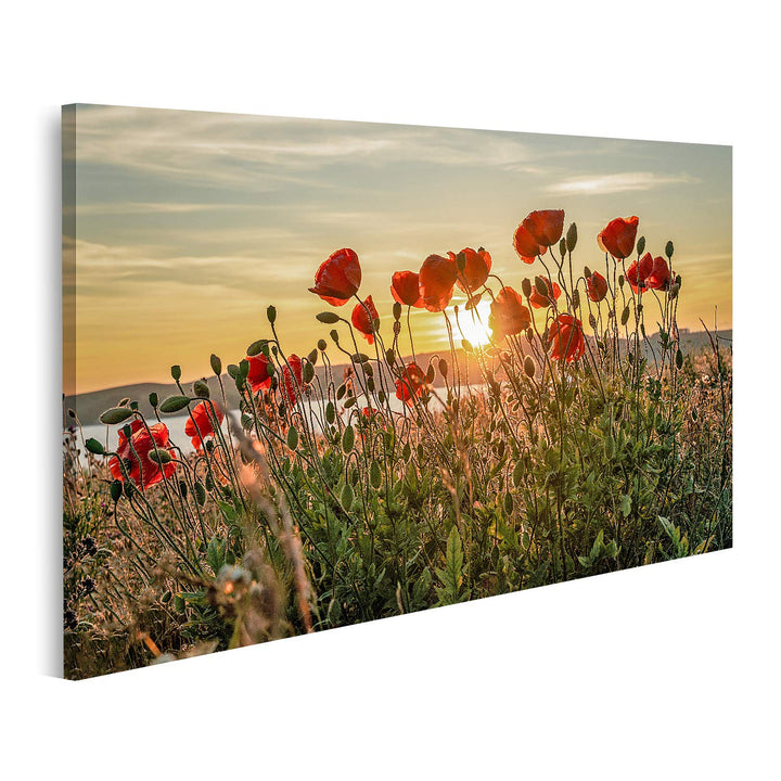 islandburner Bild auf Leinwand Roter Mohn Sonnenuntergang Mönchgut Ostseeinsel Rügen Bilder Wandbild
