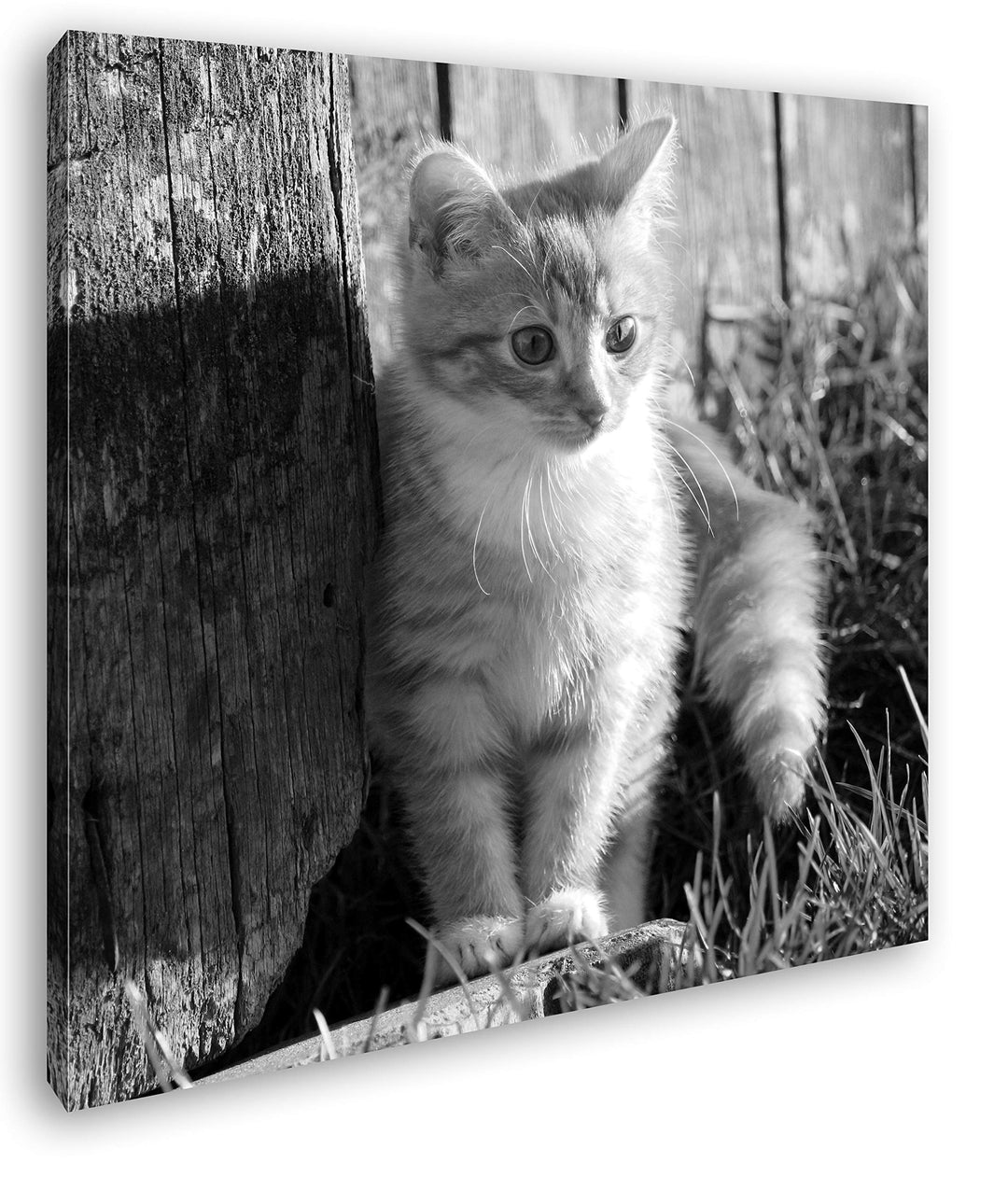 deyoli süsse kleine Katze im Sonnenschein Format: 60x60 Effekt: Schwarz&Weiss als Leinwandbild, Moti