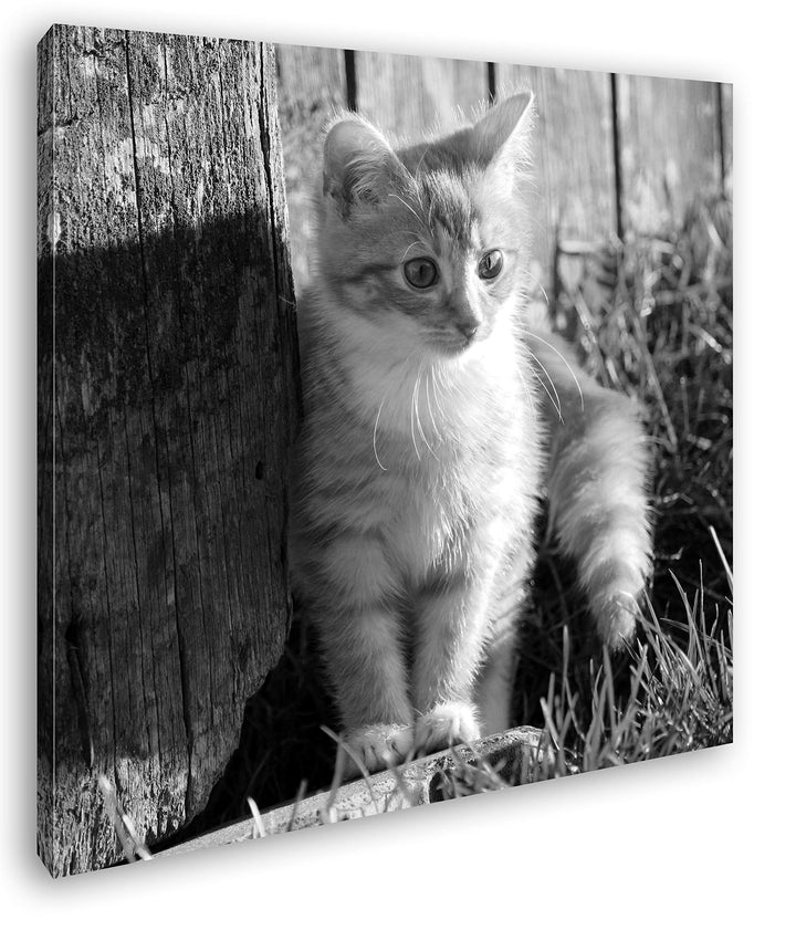 deyoli süsse kleine Katze im Sonnenschein Format: 60x60 Effekt: Schwarz&Weiss als Leinwandbild, Moti