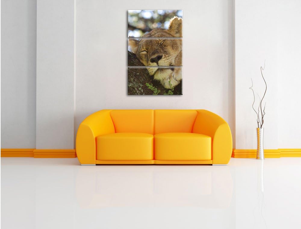 Pixxprint müde Löwin ruht auf Baum 3-Teiler Leinwandbild 120x80 Bild auf Leinwand