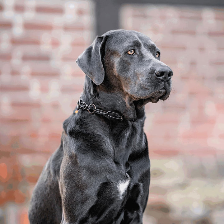 Sprenger Hundehalskette mit Durchzugskette 3mm I Edelstahl rostfreies Hundehalsband für langhaar Hun