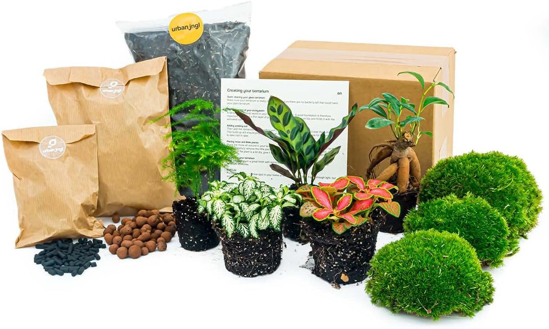Pflanzenterrarienpaket - 5 Terrarienpflanzen - Calathea Lancifolia - Bonsai - Spargel - Nachfüll- un