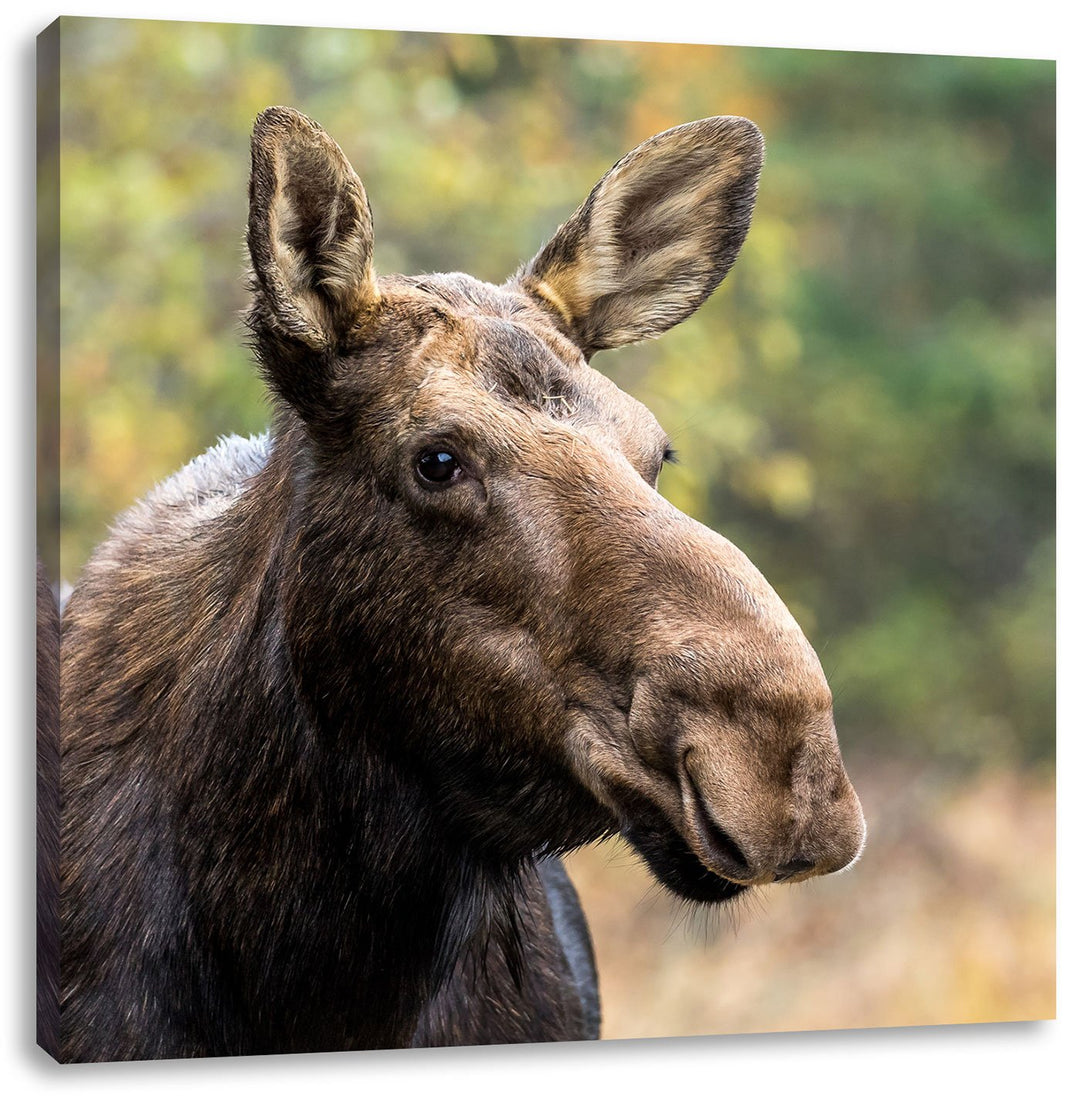 Pixxprint Elch im Wald, Format: 70x70 auf Leinwand, XXL riesige Bilder fertig gerahmt mit Keilrahmen