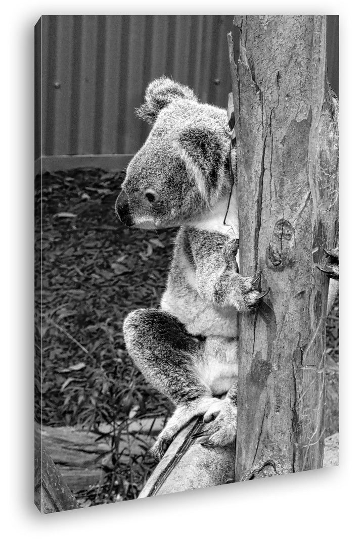 deyoli niedlicher Koala in Australien Effekt: Schwarz/Weiss Format: 60x40 als Leinwandbild, Motiv fe