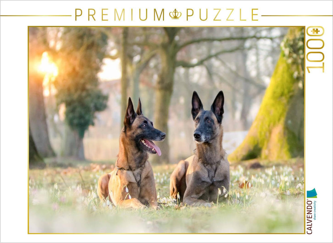 CALVENDO Puzzle Malinois - Belgische Energiebündel 1000 Teile Lege-Grösse 64 x 48 cm Foto-Puzzle Bil