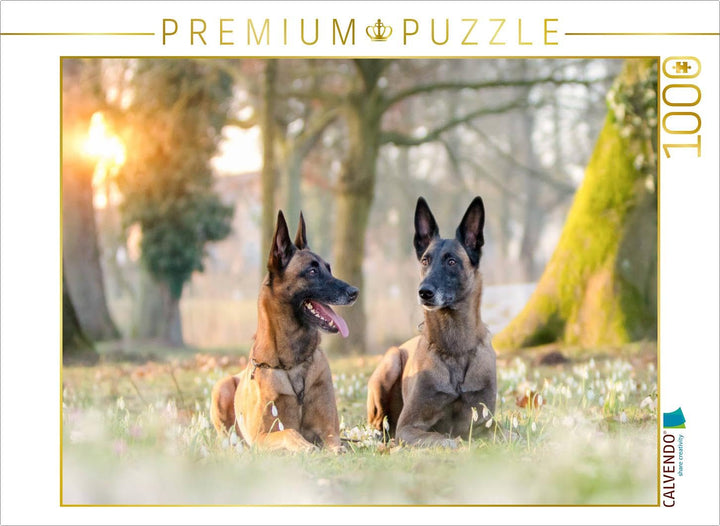 CALVENDO Puzzle Malinois - Belgische Energiebündel 1000 Teile Lege-Grösse 64 x 48 cm Foto-Puzzle Bil