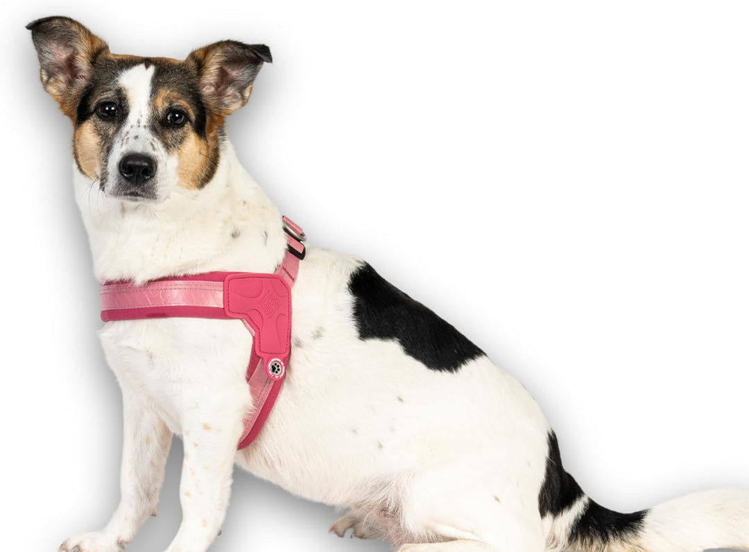 Max & Molly Q-Fit Hundegeschirr Mittelgrosse Hunde mit Gotcha! Smart ID Sicherheitsanhänger, Matrix