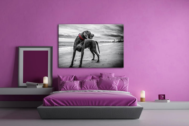 deyoli grosser Hund am Strand Format: 80x60 als Leinwandbild, Motiv fertig gerahmt auf Echtholzrahme