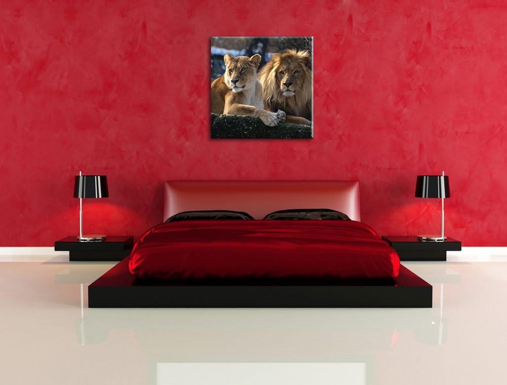 interessiertes Löwenpaar, Format: 70x70 auf Leinwand, XXL riesige Bilder fertig gerahmt mit Keilrahm