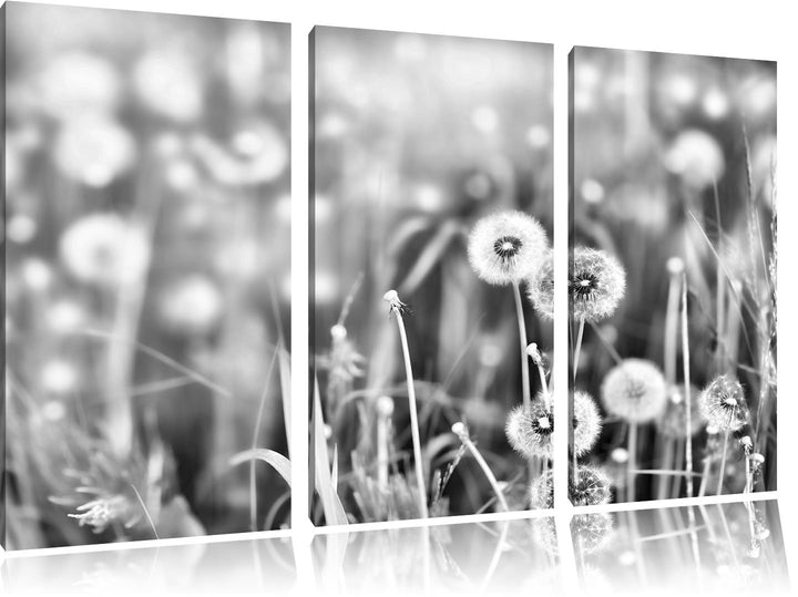 Pixxprint Pusteblumen auf Frühlingswiese als Leinwandbild/Grösse: 3 Teilig (120x80) cm/Wandbild/Kuns